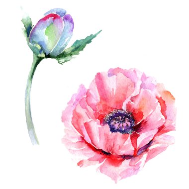 Kır çiçeği haşhaş çiçek izole bir suluboya tarzında.