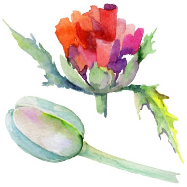 Kır çiçeği haşhaş çiçek izole bir suluboya tarzında.