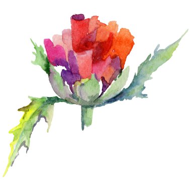 Kır çiçeği haşhaş çiçek izole bir suluboya tarzında.