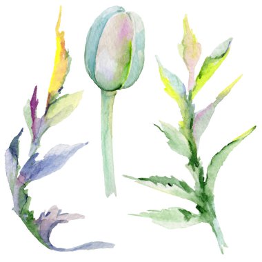 Kır çiçeği haşhaş çiçek izole bir suluboya tarzında.