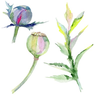 Kır çiçeği haşhaş çiçek izole bir suluboya tarzında.