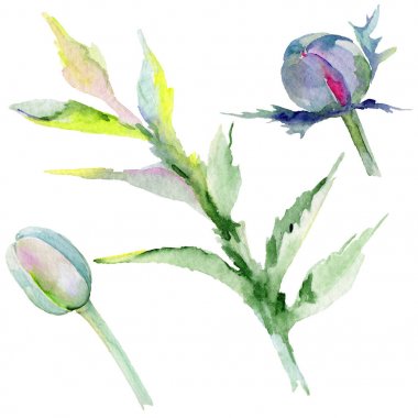 Kır çiçeği haşhaş çiçek izole bir suluboya tarzında.