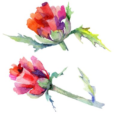 Kır çiçeği haşhaş çiçek izole bir suluboya tarzında.