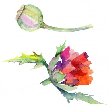 Kır çiçeği haşhaş çiçek izole bir suluboya tarzında.