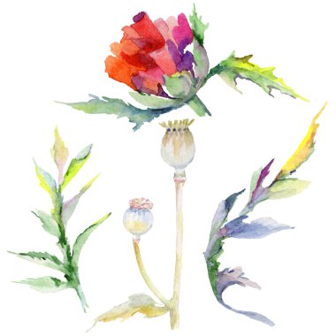 Kır çiçeği haşhaş çiçek izole bir suluboya tarzında.