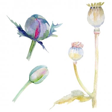 Kır çiçeği haşhaş çiçek izole bir suluboya tarzında.