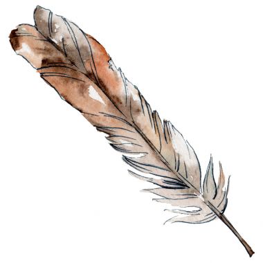 Suluboya kuş tüyü izole kanat üzerinden.