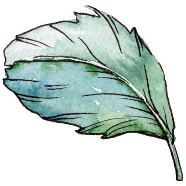 Suluboya kuş tüyü izole kanat üzerinden.