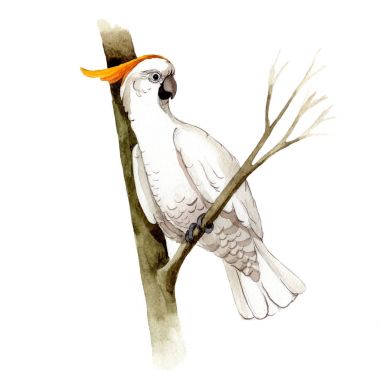 Suluboya Style izole bir yaban hayatı içinde gökyüzü kuş beyaz Amerika papağanı.