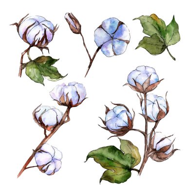 Kır çiçeği pamuk çiçek izole bir suluboya tarzında.