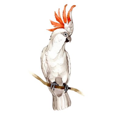 Suluboya Style izole bir yaban hayatı içinde gökyüzü kuş beyaz Amerika papağanı.