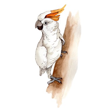 Suluboya Style izole bir yaban hayatı içinde gökyüzü kuş beyaz Amerika papağanı.