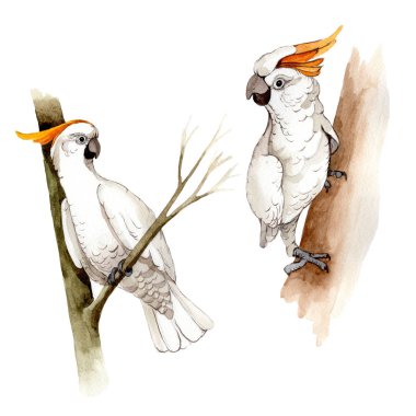 Suluboya Style izole bir yaban hayatı içinde gökyüzü kuş beyaz Amerika papağanı.