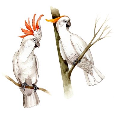 Suluboya Style izole bir yaban hayatı içinde gökyüzü kuş beyaz Amerika papağanı.