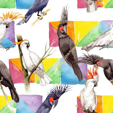 Gökyüzü kuş siyah Amerika papağanı desende bir yaban hayatı suluboya stili tarafından.