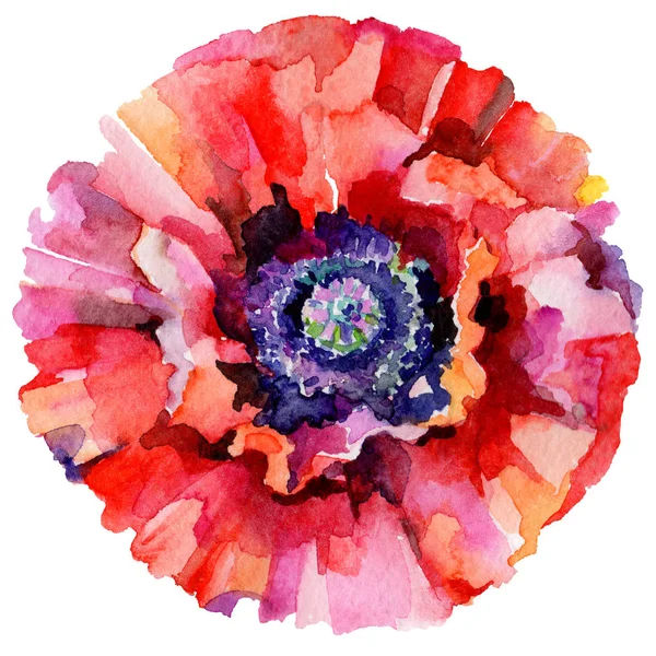 Kır çiçeği haşhaş çiçek izole bir suluboya tarzında.