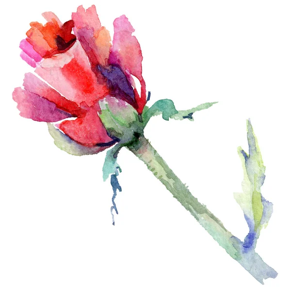 Kır çiçeği haşhaş çiçek izole bir suluboya tarzında.