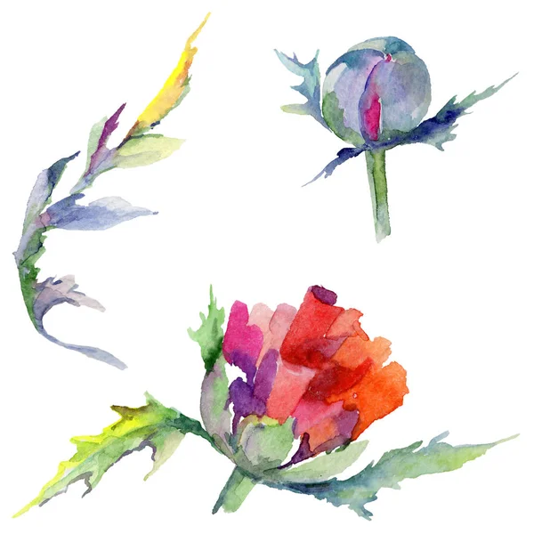 Kır çiçeği haşhaş çiçek izole bir suluboya tarzında.