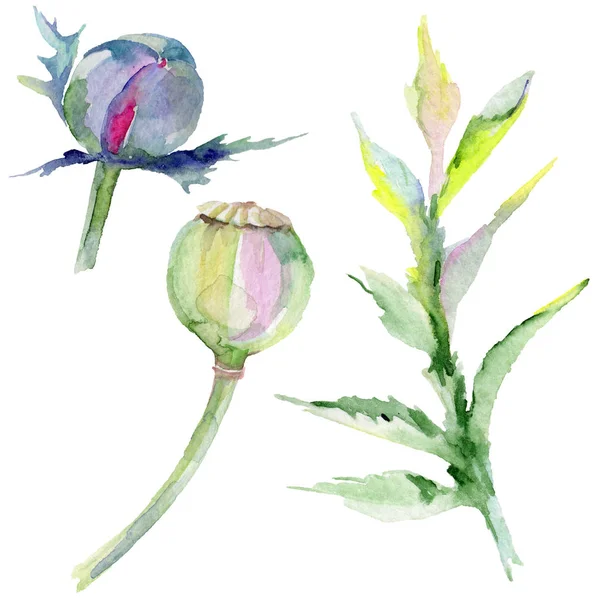 Kır çiçeği haşhaş çiçek izole bir suluboya tarzında.