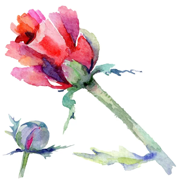 Kır çiçeği haşhaş çiçek izole bir suluboya tarzında.