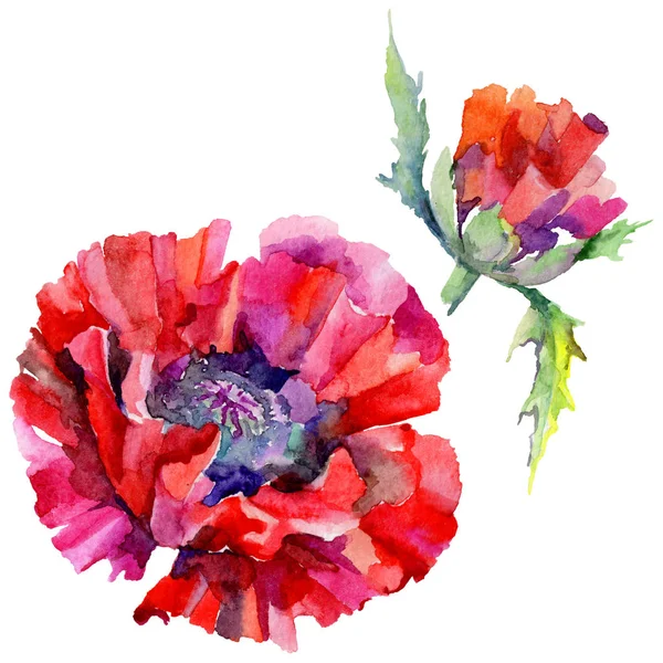 Kır çiçeği haşhaş çiçek izole bir suluboya tarzında.