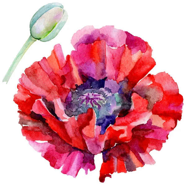 Kır çiçeği haşhaş çiçek izole bir suluboya tarzında.