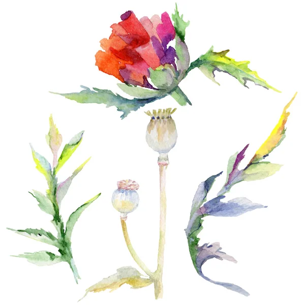 Kır çiçeği haşhaş çiçek izole bir suluboya tarzında.