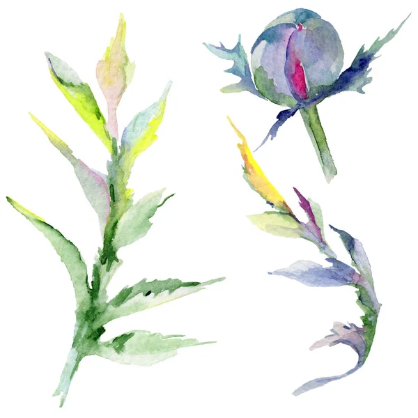 Kır çiçeği haşhaş çiçek izole bir suluboya tarzında.