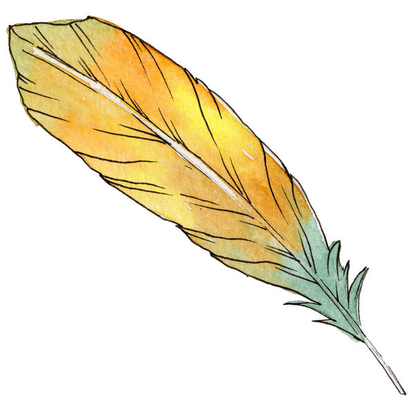 Watercolor bird feather from wing isolated.