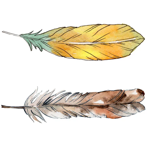 Watercolor bird feather from wing isolated. — Stock Photo, Image