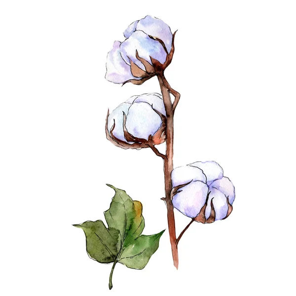 分離された水彩画のワイルドフラワー綿の花. — ストック写真