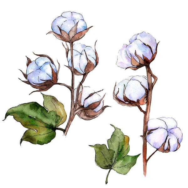 Wildflower bavlny květina ve stylu akvarelu, samostatný. — Stock fotografie