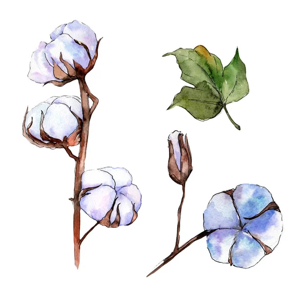 Kır çiçeği pamuk çiçek izole bir suluboya tarzında.