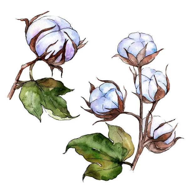 Wildblume Baumwollblume in einem Aquarell-Stil isoliert. — Stockfoto