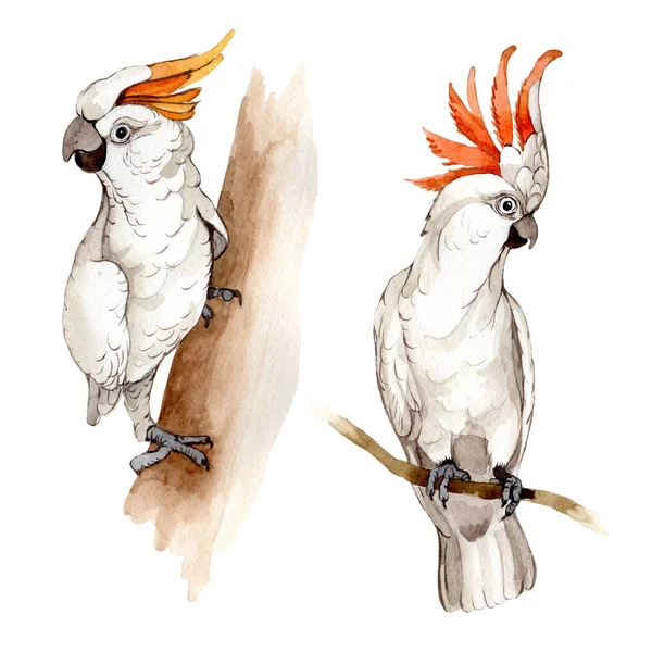 Suluboya Style izole bir yaban hayatı içinde gökyüzü kuş beyaz Amerika papağanı.