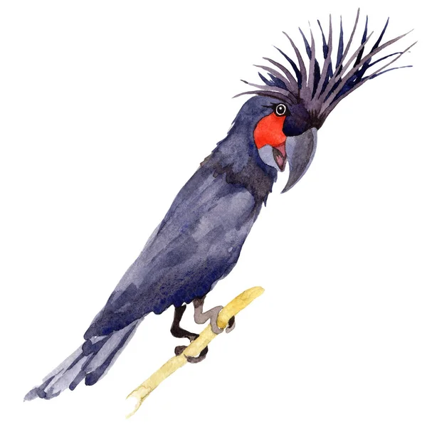 Cielo pájaro guacamayo negro en una fauna por el estilo de acuarela aislado . — Foto de Stock