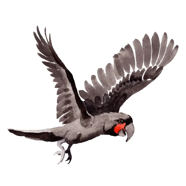 Sky pták Černý papoušek v divoké akvarel styl, samostatný. — Stock fotografie