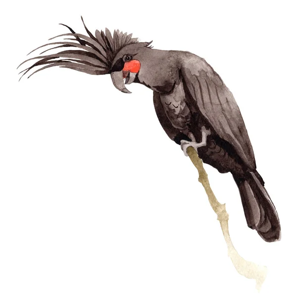 Céu pássaro arara preta em uma vida selvagem pelo estilo aquarela isolado . — Fotografia de Stock