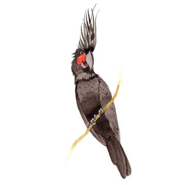 Sky fågel svart Ara i ett djurliv av akvarell stil isolerade. — Stockfoto