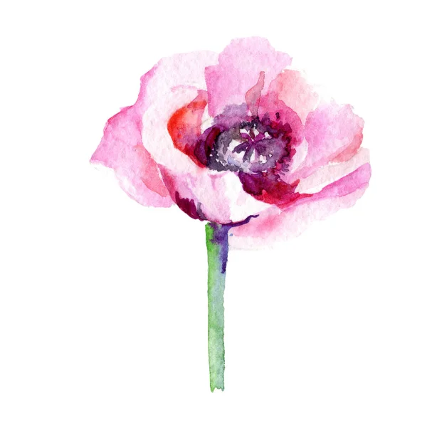 Vallmo blomma i akvarell stil — Stockfoto