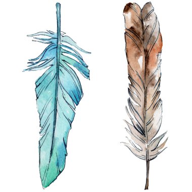 Suluboya kuş tüyü izole kanat üzerinden.