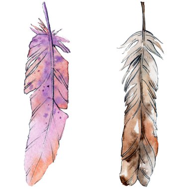 Suluboya kuş tüyü izole kanat üzerinden.