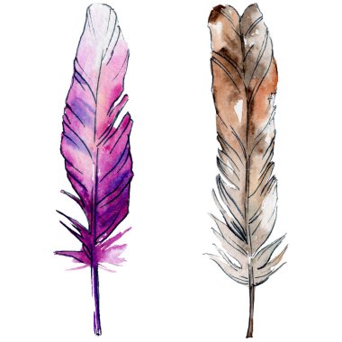 Suluboya kuş tüyü izole kanat üzerinden.