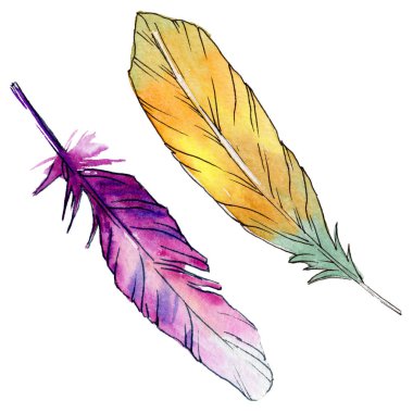 Suluboya kuş tüyü izole kanat üzerinden.