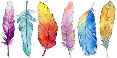 Suluboya kuş tüyü izole kanat üzerinden.