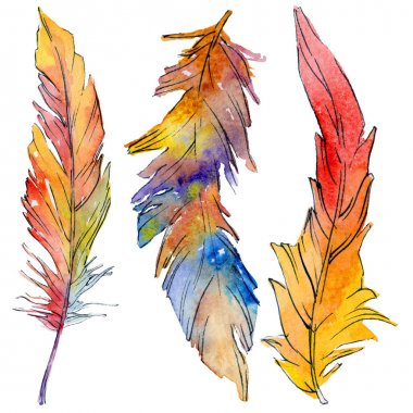 Suluboya kuş tüyü izole kanat üzerinden.