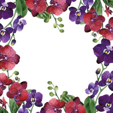 Kır çiçeği orkide çiçek çerçeve suluboya tarzında.