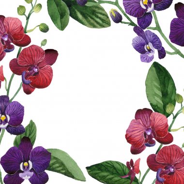 Kır çiçeği orkide çiçek çerçeve suluboya tarzında.