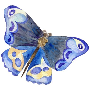 Egzotik kelebek vahşi böcek izole bir suluboya tarzında.