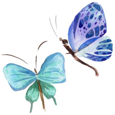 Egzotik kelebek vahşi böcek izole bir suluboya tarzında.